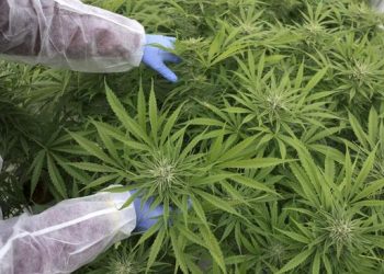 Tanaman Ganja/Net